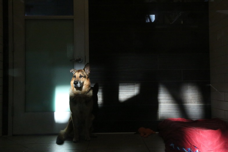 A very good pup enjoys sitting in the sunlight in one of the SF SPCA’s spacious rooms 