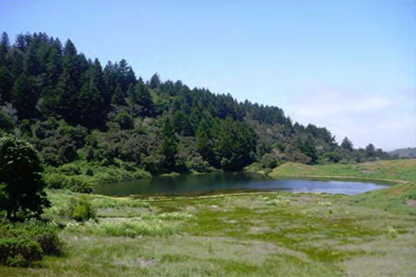 Mindego Ranch was created to protect the endangered species of garter snakes that live near the BART tracks running to SFO