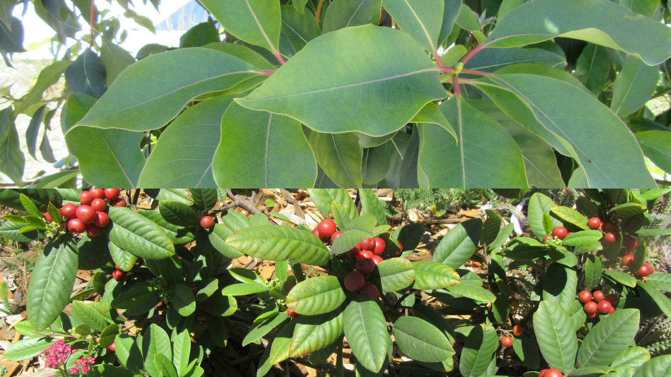 Native Brisbane box tree and coffee berry plants