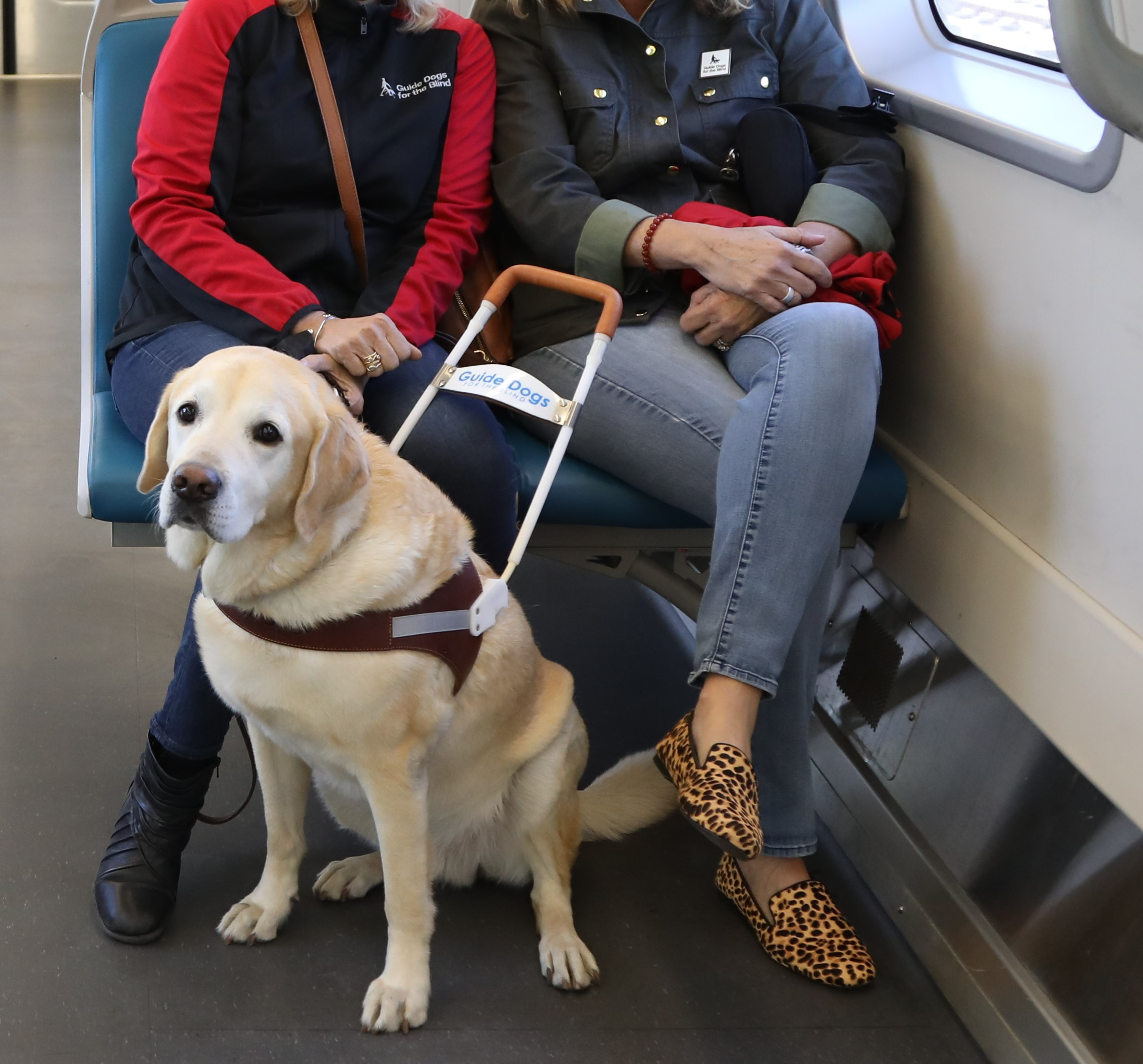 can you pet a service dog in training