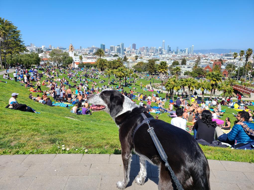 Joshua’s dog, Chip, (not adopted from the Camp Pendleton pet store) smiling on a sunny weekend day at Dolores Park in the Mission District of San Francisco.  